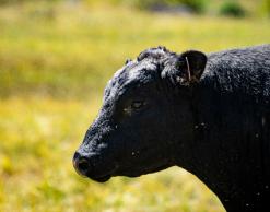 Black Angus cow in a field
